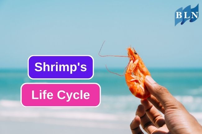 This Is The 5 Stages Of Shrimp’s Life